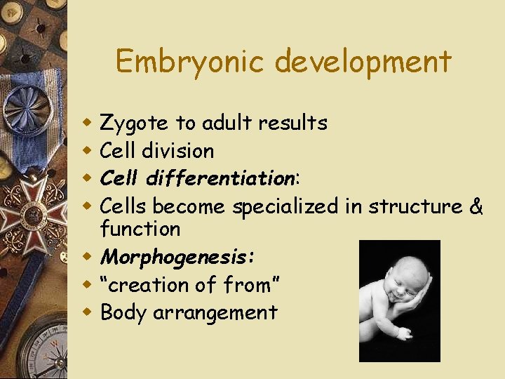 Embryonic development Zygote to adult results Cell division Cell differentiation: Cells become specialized in