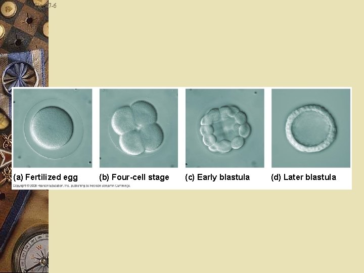 Fig. 47 -6 (a) Fertilized egg (b) Four-cell stage (c) Early blastula (d) Later