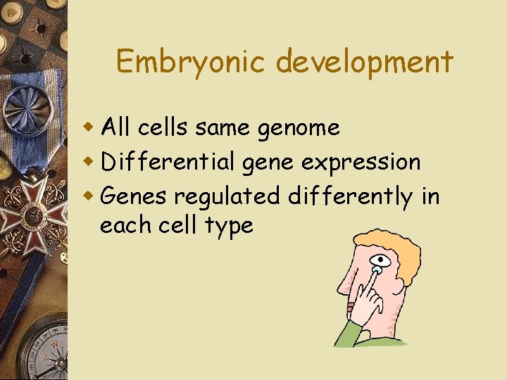 Embryonic development w All cells same genome w Differential gene expression w Genes regulated