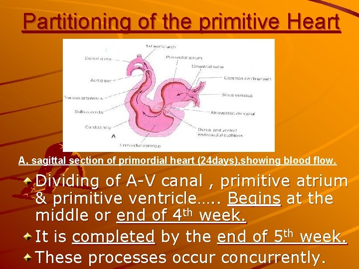 Partitioning of the primitive Heart A, sagittal section of primordial heart (24 days), showing Partitioning of the primitive Heart A, sagittal section of primordial heart (24 days), showing