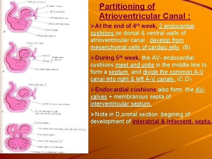 Partitioning of Atrioventricular Canal : ØAt the end of 4 th week, 2 endocardial Partitioning of Atrioventricular Canal : ØAt the end of 4 th week, 2 endocardial