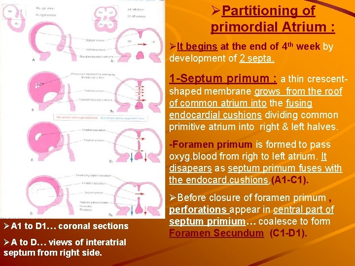 ØPartitioning of primordial Atrium : ØIt begins at the end of 4 th week ØPartitioning of primordial Atrium : ØIt begins at the end of 4 th week