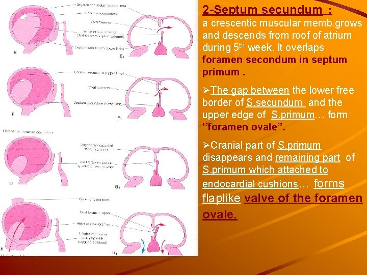2 -Septum secundum : a crescentic muscular memb. grows and descends from roof of 2 -Septum secundum : a crescentic muscular memb. grows and descends from roof of