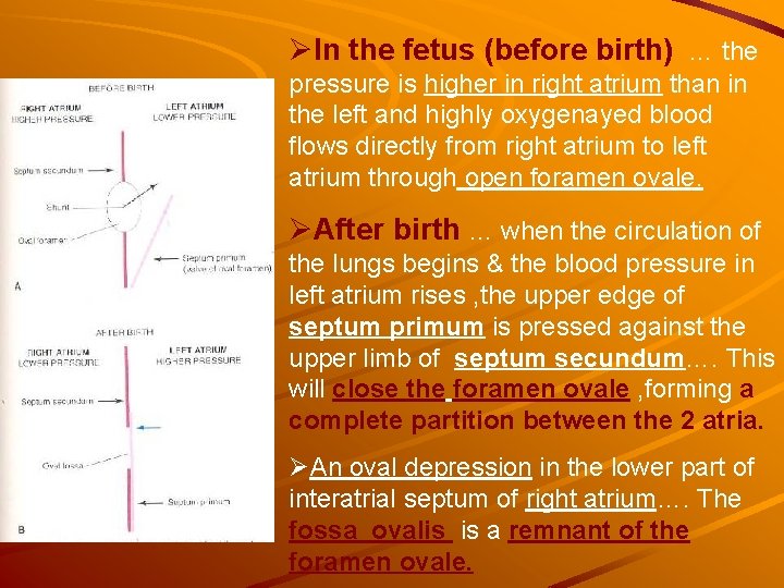 ØIn the fetus (before birth) … the pressure is higher in right atrium than ØIn the fetus (before birth) … the pressure is higher in right atrium than