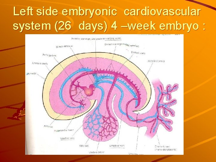 Left side embryonic cardiovascular system (26 days) 4 –week embryo : Left side embryonic cardiovascular system (26 days) 4 –week embryo :