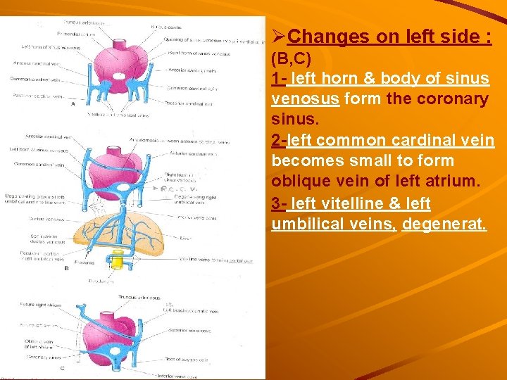 ØChanges on left side : (B, C) 1 - left horn & body of ØChanges on left side : (B, C) 1 - left horn & body of
