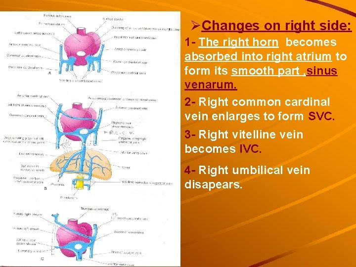 ØChanges on right side: 1 - The right horn becomes absorbed into right atrium ØChanges on right side: 1 - The right horn becomes absorbed into right atrium