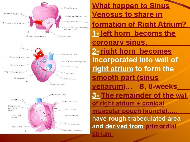What happen to Sinus Venosus to share in formation of Right Atrium? 1 - What happen to Sinus Venosus to share in formation of Right Atrium? 1 -