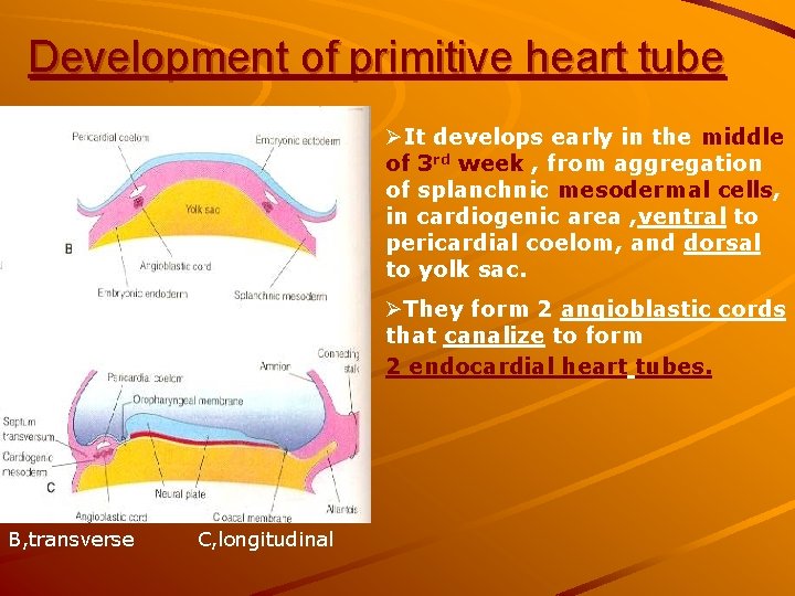 Development of primitive heart tube ØIt develops early in the middle of 3 rd Development of primitive heart tube ØIt develops early in the middle of 3 rd