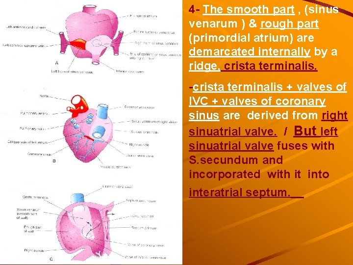 4 - The smooth part , (sinus venarum ) & rough part (primordial atrium) 4 - The smooth part , (sinus venarum ) & rough part (primordial atrium)