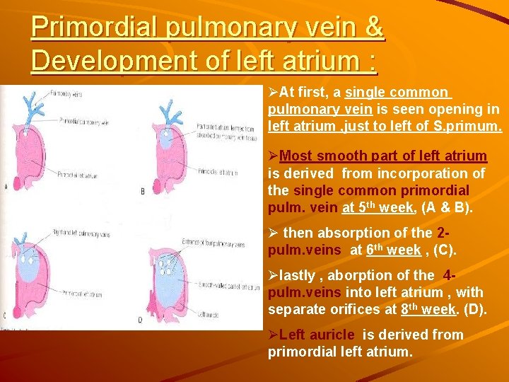 Primordial pulmonary vein & Development of left atrium : ØAt first, a single common Primordial pulmonary vein & Development of left atrium : ØAt first, a single common