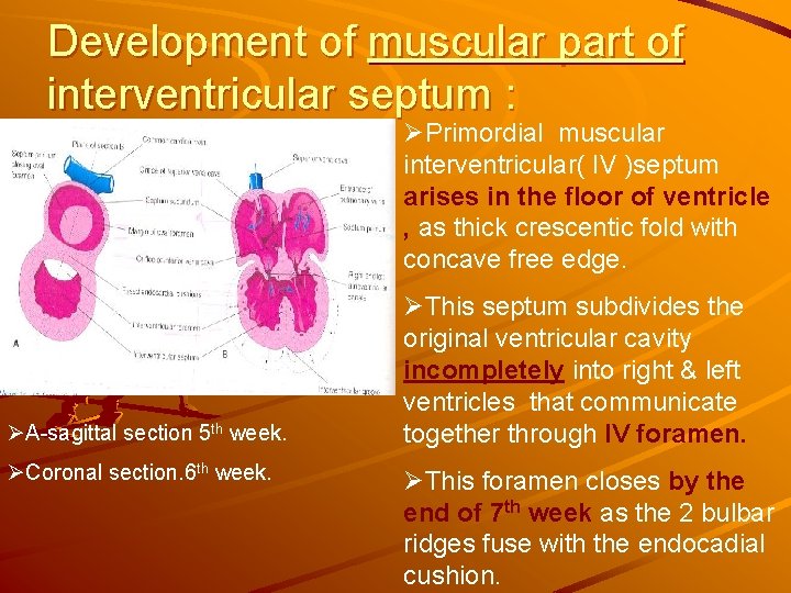 Development of muscular part of interventricular septum : ØPrimordial muscular interventricular( IV )septum arises Development of muscular part of interventricular septum : ØPrimordial muscular interventricular( IV )septum arises