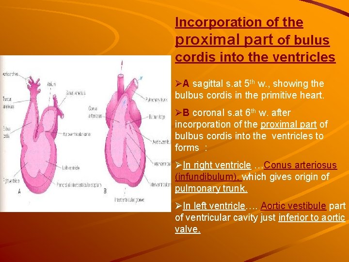Incorporation of the proximal part of bulus cordis into the ventricles ØA sagittal s. Incorporation of the proximal part of bulus cordis into the ventricles ØA sagittal s.