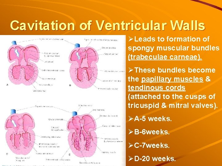 Cavitation of Ventricular Walls ØLeads to formation of spongy muscular bundles (trabeculae carneae). ØThese Cavitation of Ventricular Walls ØLeads to formation of spongy muscular bundles (trabeculae carneae). ØThese