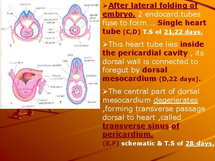 ØAfter lateral folding of embryo, 2 endocard. tubes fuse to form…. Single heart tube ØAfter lateral folding of embryo, 2 endocard. tubes fuse to form…. Single heart tube