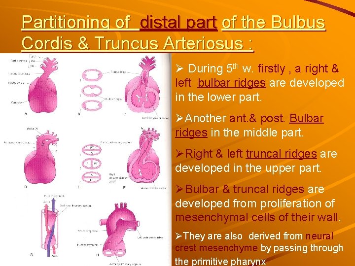 Partitioning of distal part of the Bulbus Cordis & Truncus Arteriosus : Ø During Partitioning of distal part of the Bulbus Cordis & Truncus Arteriosus : Ø During