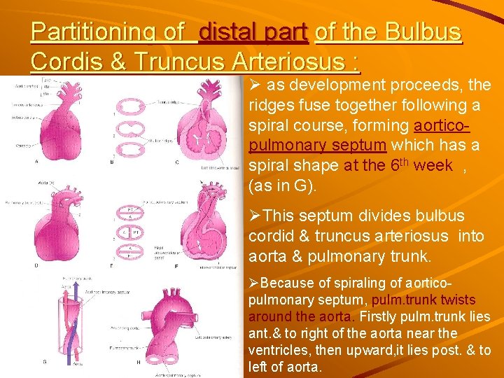 Partitioning of distal part of the Bulbus Cordis & Truncus Arteriosus : Ø as Partitioning of distal part of the Bulbus Cordis & Truncus Arteriosus : Ø as