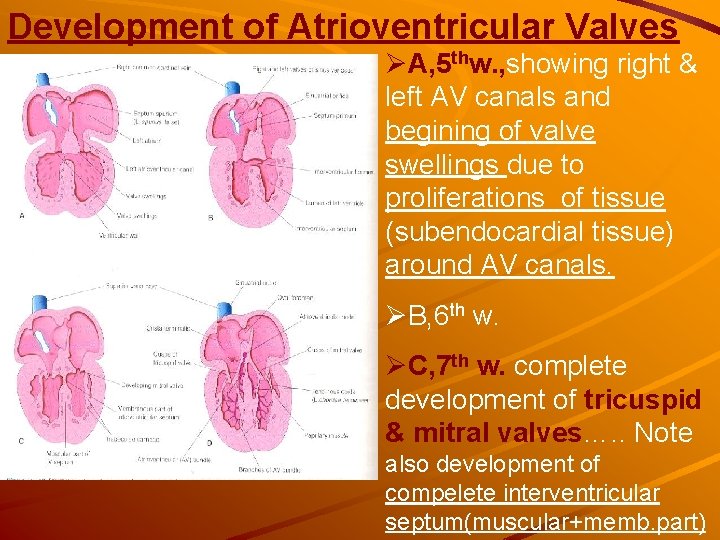 Development of Atrioventricular Valves ØA, 5 thw. , showing right & left AV canals Development of Atrioventricular Valves ØA, 5 thw. , showing right & left AV canals