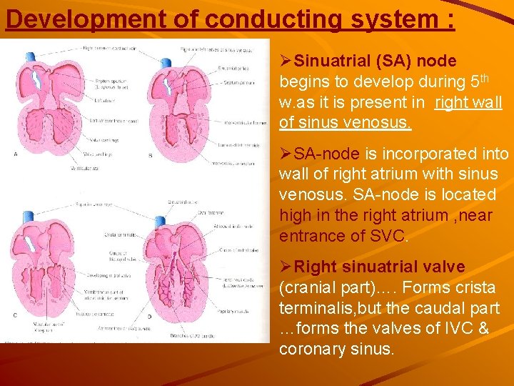 Development of conducting system : ØSinuatrial (SA) node begins to develop during 5 th Development of conducting system : ØSinuatrial (SA) node begins to develop during 5 th