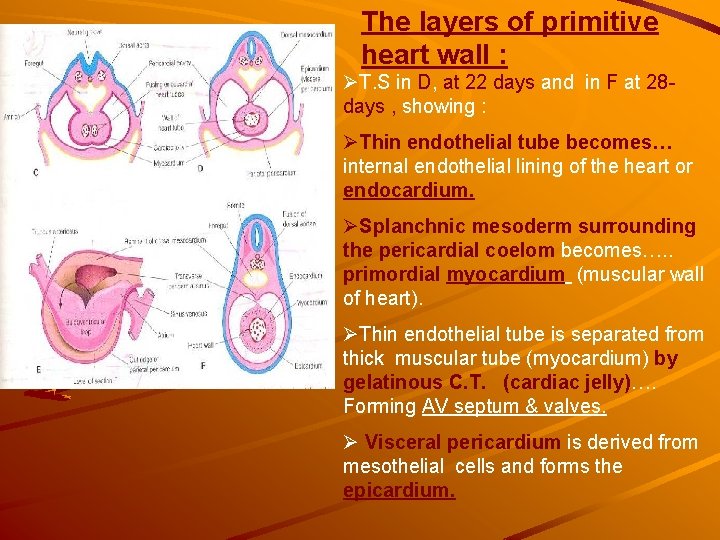 The layers of primitive heart wall : ØT. S in D, at 22 days The layers of primitive heart wall : ØT. S in D, at 22 days
