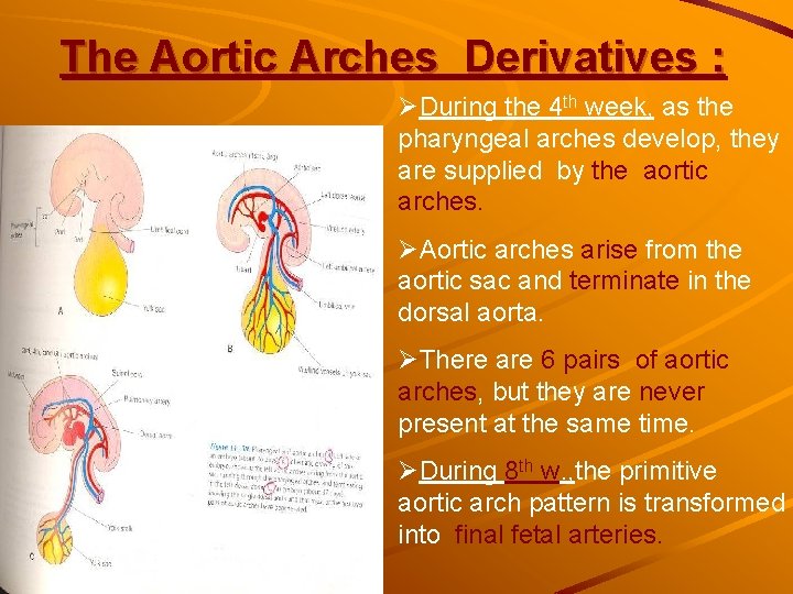 The Aortic Arches Derivatives : ØDuring the 4 th week, as the pharyngeal arches The Aortic Arches Derivatives : ØDuring the 4 th week, as the pharyngeal arches