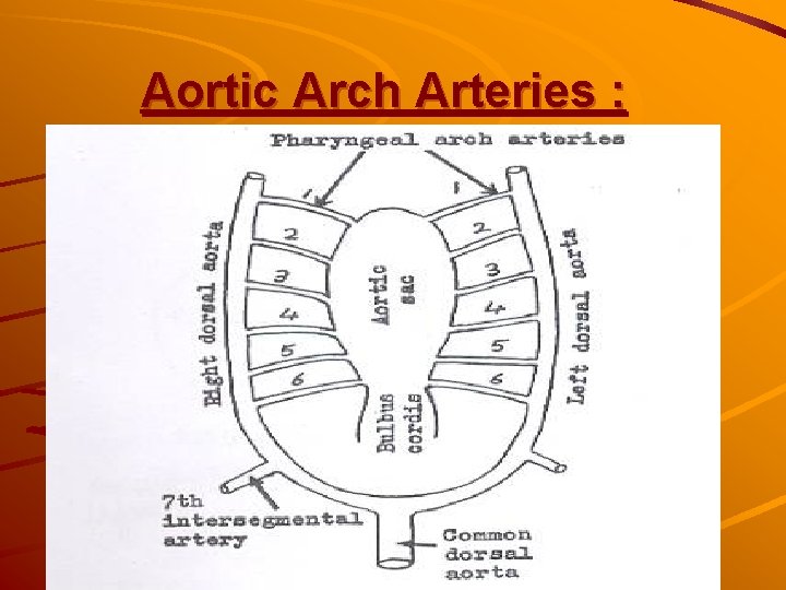 Aortic Arch Arteries : Aortic Arch Arteries :