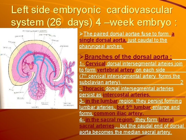 Left side embryonic cardiovascular system (26 days) 4 –week embryo : ØThe paired dorsal Left side embryonic cardiovascular system (26 days) 4 –week embryo : ØThe paired dorsal