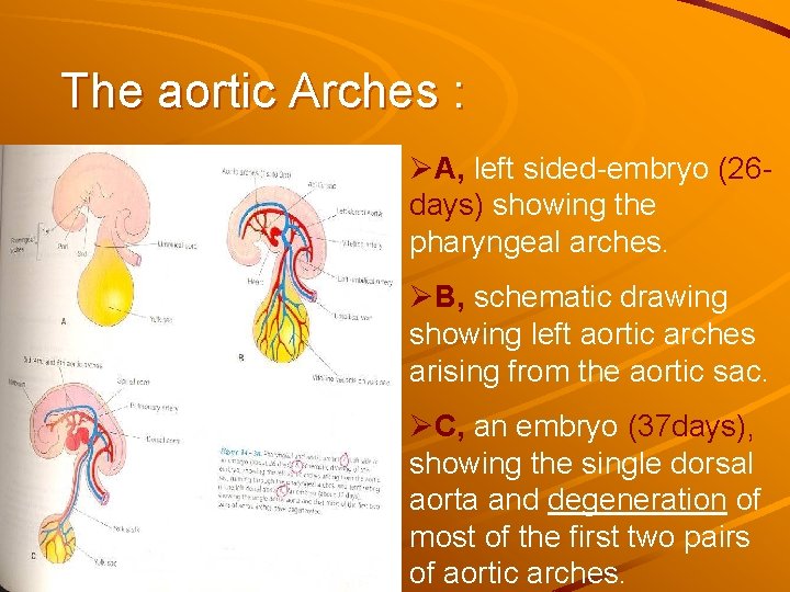 The aortic Arches : ØA, left sided-embryo (26 days) showing the pharyngeal arches. ØB, The aortic Arches : ØA, left sided-embryo (26 days) showing the pharyngeal arches. ØB,