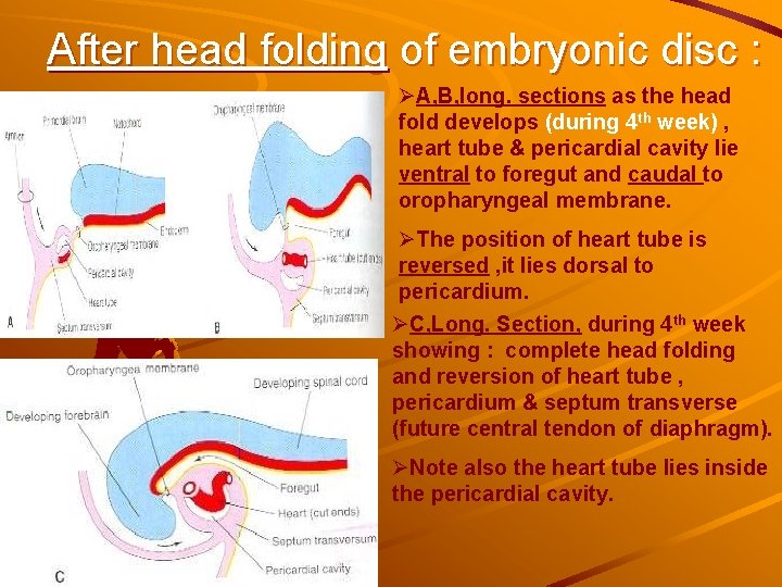 After head folding of embryonic disc : ØA, B, long. sections as the head After head folding of embryonic disc : ØA, B, long. sections as the head