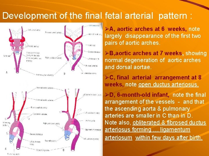 Development of the final fetal arterial pattern : ØA, aortic arches at 6 weeks, Development of the final fetal arterial pattern : ØA, aortic arches at 6 weeks,