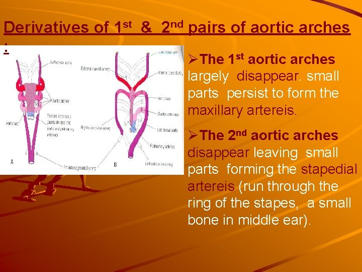 Derivatives of 1 st & 2 nd pairs of aortic arches : st ØThe Derivatives of 1 st & 2 nd pairs of aortic arches : st ØThe