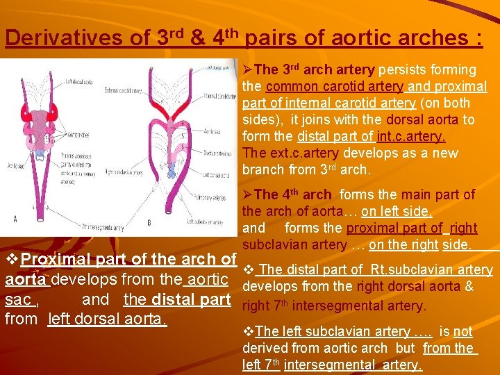 Derivatives of 3 rd & 4 th pairs of aortic arches : ØThe 3 Derivatives of 3 rd & 4 th pairs of aortic arches : ØThe 3