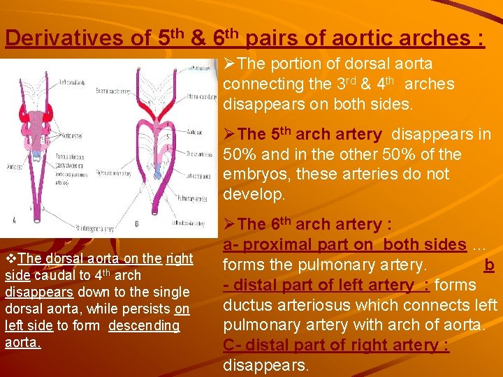Derivatives of 5 th & 6 th pairs of aortic arches : ØThe portion Derivatives of 5 th & 6 th pairs of aortic arches : ØThe portion