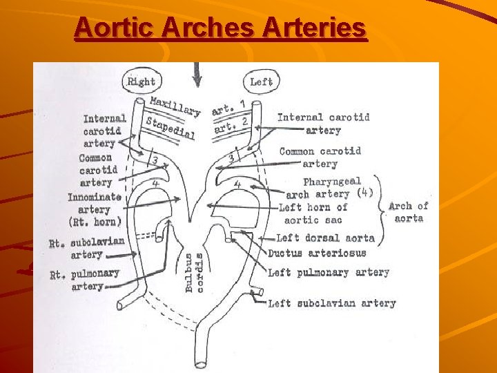 Aortic Arches Arteries Aortic Arches Arteries
