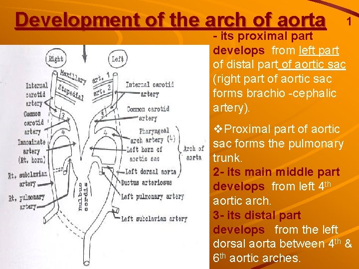 Development of the arch of aorta 1 - its proximal part develops from left Development of the arch of aorta 1 - its proximal part develops from left