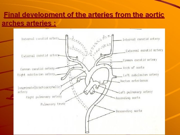 Final development of the arteries from the aortic arches arteries : Final development of the arteries from the aortic arches arteries :