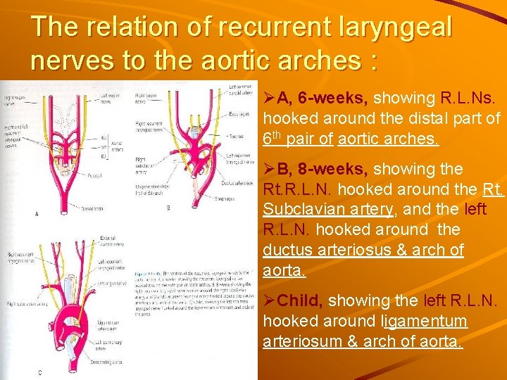 The relation of recurrent laryngeal nerves to the aortic arches : ØA, 6 -weeks, The relation of recurrent laryngeal nerves to the aortic arches : ØA, 6 -weeks,