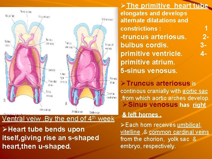 ØThe primitive heart tube elongates and develops alternate dilatations and constrictions : -truncus arteriosus. ØThe primitive heart tube elongates and develops alternate dilatations and constrictions : -truncus arteriosus.