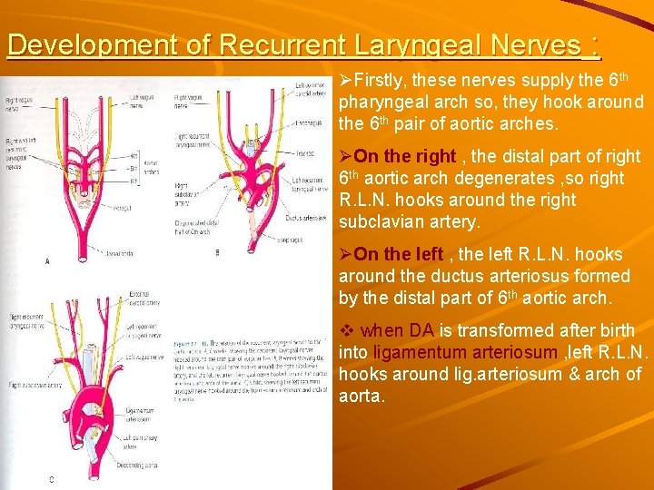 Development of Recurrent Laryngeal Nerves : ØFirstly, these nerves supply the 6 th pharyngeal Development of Recurrent Laryngeal Nerves : ØFirstly, these nerves supply the 6 th pharyngeal