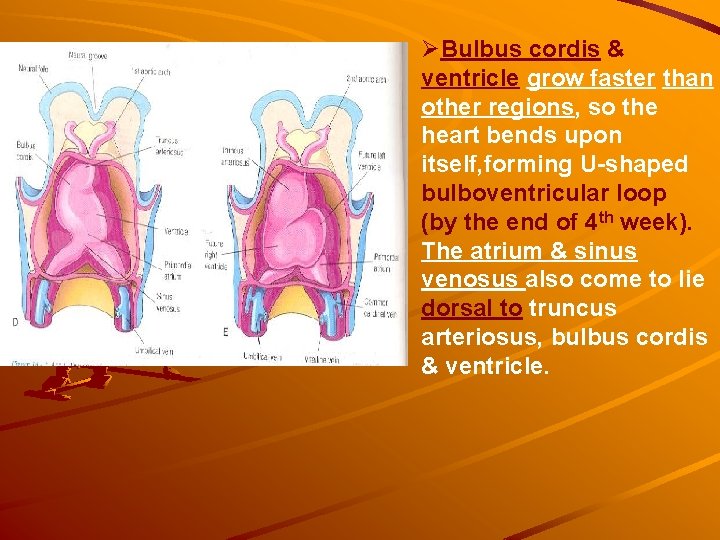 ØBulbus cordis & ventricle grow faster than other regions, so the heart bends upon ØBulbus cordis & ventricle grow faster than other regions, so the heart bends upon