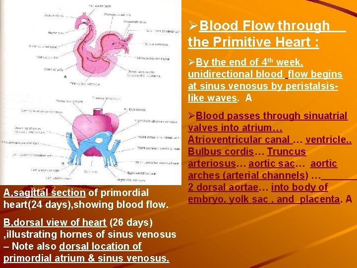 ØBlood Flow through the Primitive Heart : ØBy the end of 4 th week, ØBlood Flow through the Primitive Heart : ØBy the end of 4 th week,