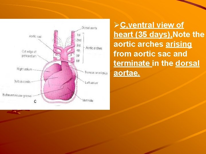 ØC, ventral view of heart (35 days), Note the aortic arches arising from aortic ØC, ventral view of heart (35 days), Note the aortic arches arising from aortic