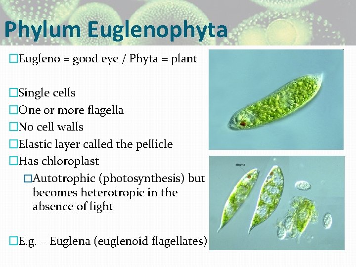 Phylum Euglenophyta �Eugleno = good eye / Phyta = plant �Single cells �One or