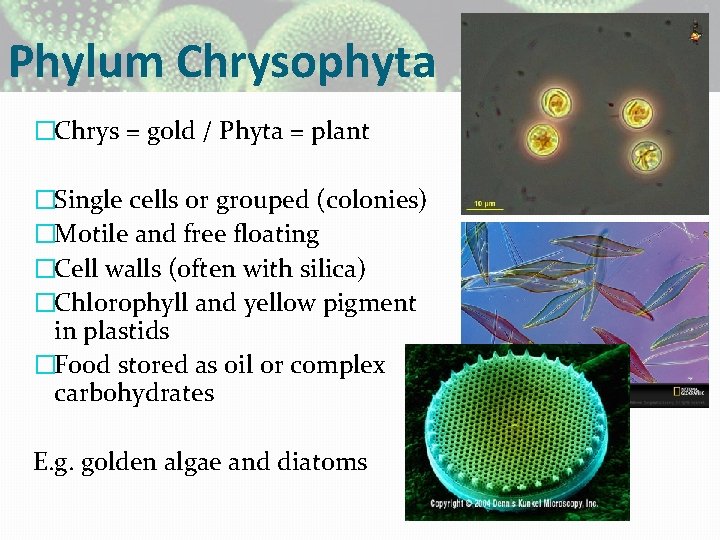 Phylum Chrysophyta �Chrys = gold / Phyta = plant �Single cells or grouped (colonies)