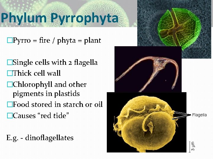 Phylum Pyrrophyta �Pyrro = fire / phyta = plant E. g. - dinoflagellates Flagella