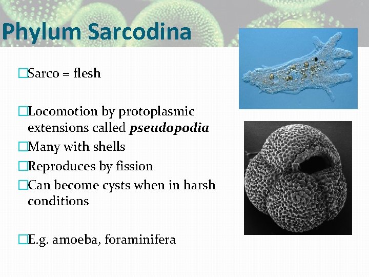 Phylum Sarcodina �Sarco = flesh �Locomotion by protoplasmic extensions called pseudopodia �Many with shells