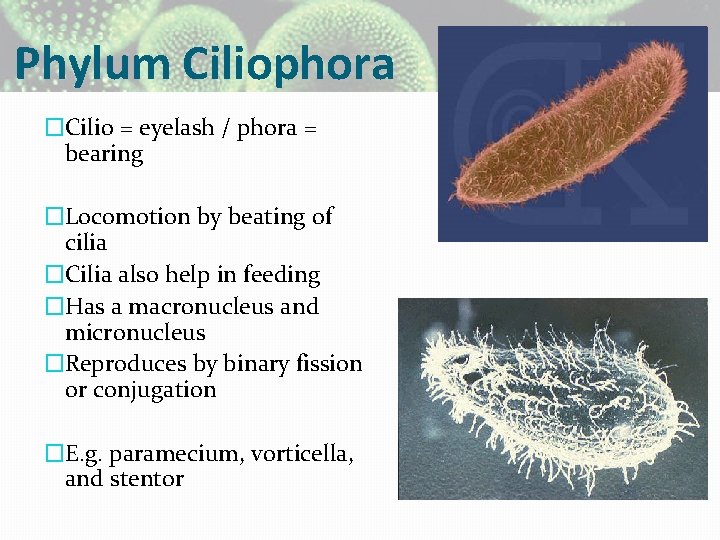 Phylum Ciliophora �Cilio = eyelash / phora = bearing �Locomotion by beating of cilia