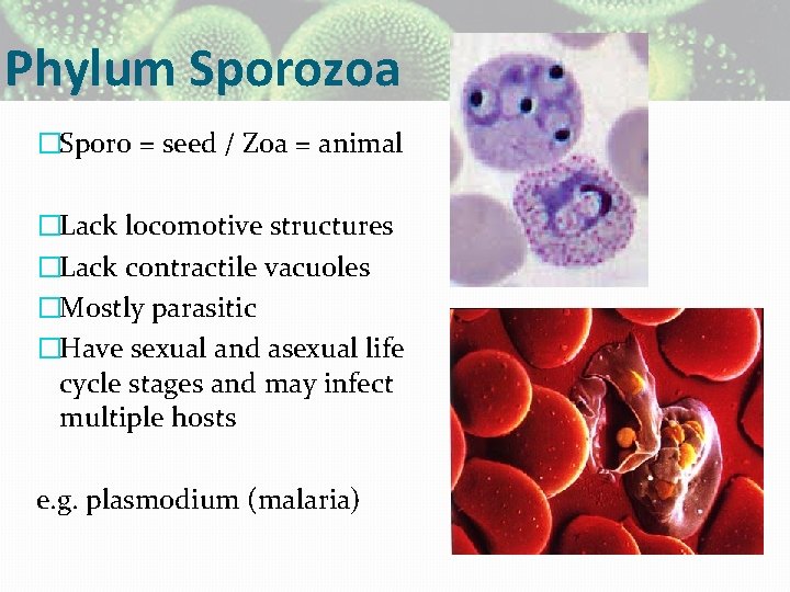 Phylum Sporozoa �Sporo = seed / Zoa = animal �Lack locomotive structures �Lack contractile