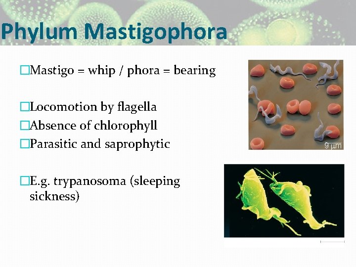 Phylum Mastigophora �Mastigo = whip / phora = bearing �Locomotion by flagella �Absence of