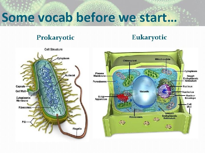 Some vocab before we start… Prokaryotic Eukaryotic 